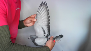Pigeon image