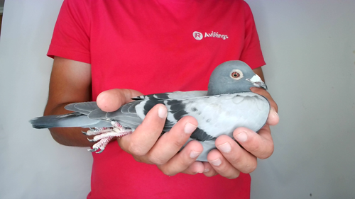 Pigeon image