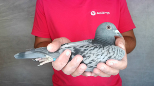 Pigeon image