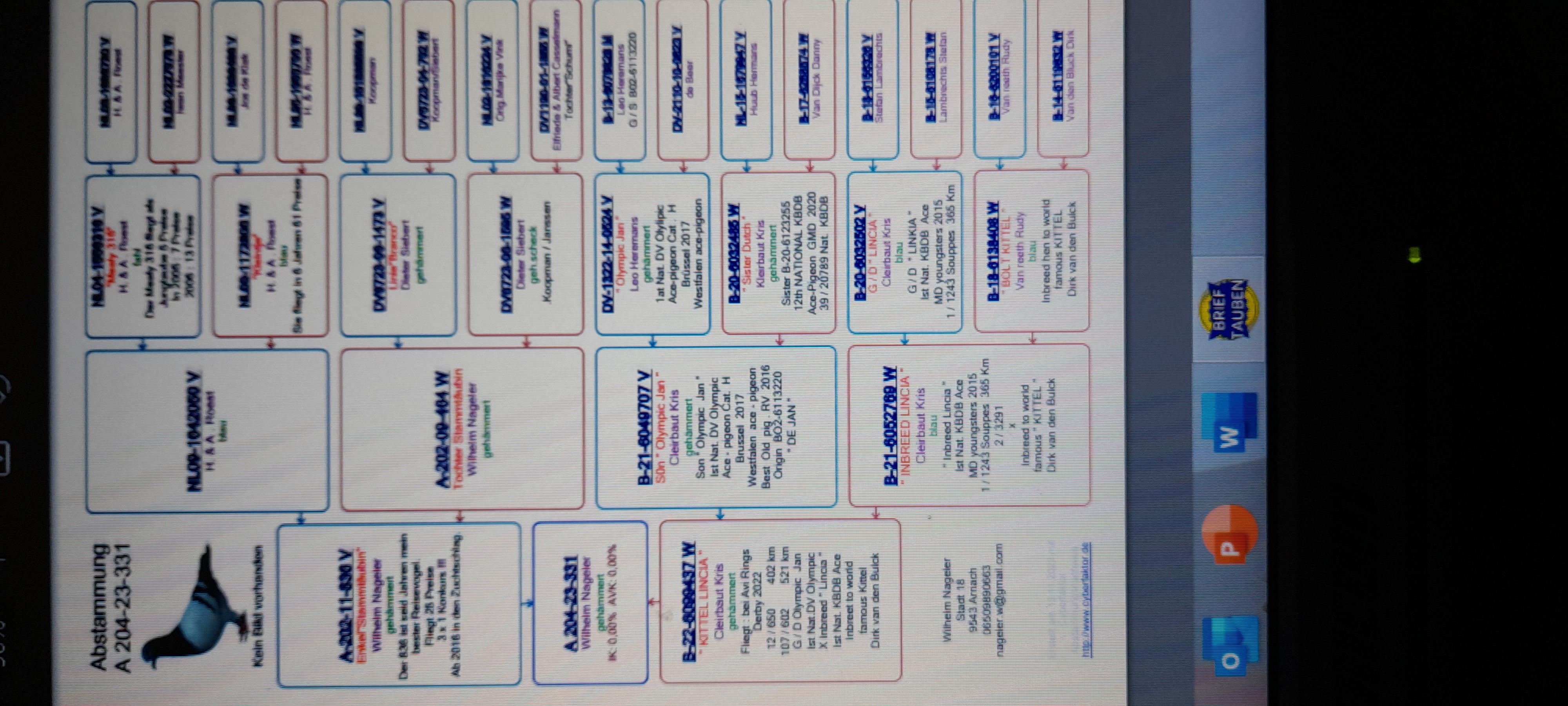 Pigeon pedigree image