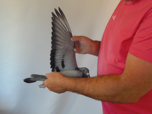 Pigeon image