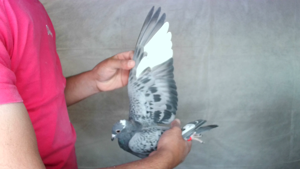 Pigeon image