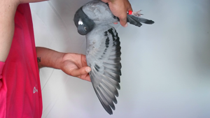 Pigeon image