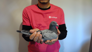 Pigeon image