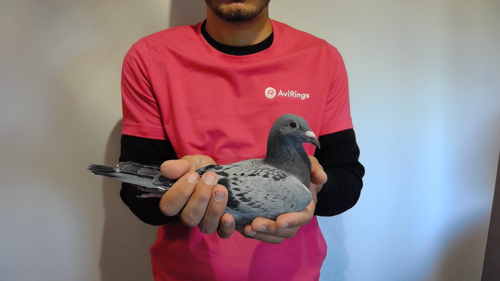 Pigeon image