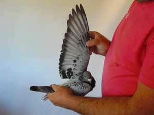 Pigeon image
