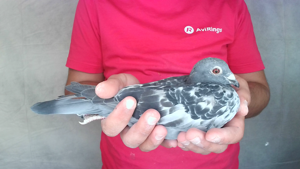 Pigeon image