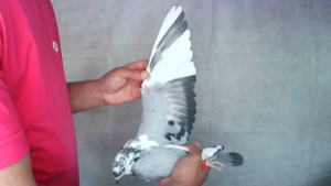 Pigeon image