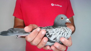 Pigeon image