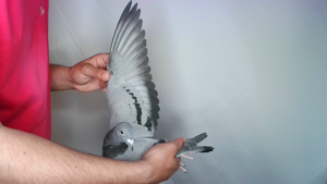 Pigeon image