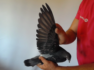 Pigeon image
