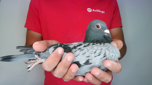 Pigeon image