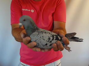 Pigeon image