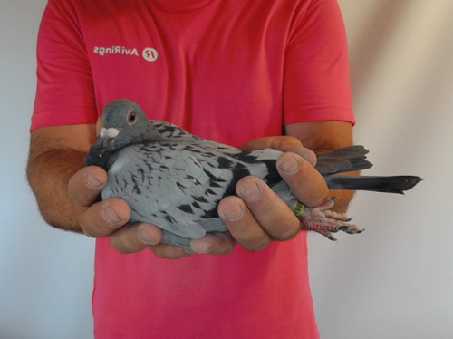 Pigeon image