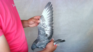 Pigeon image