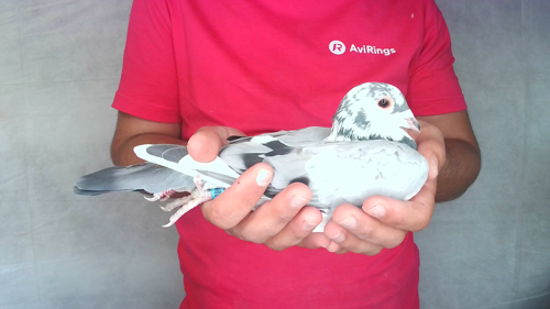Pigeon image