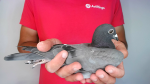 Pigeon image