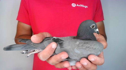 Pigeon image
