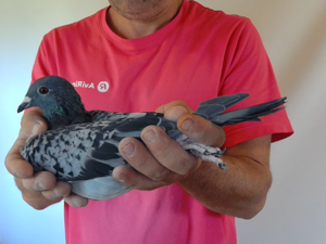 Pigeon image