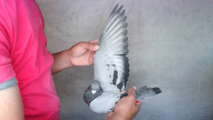 Pigeon image