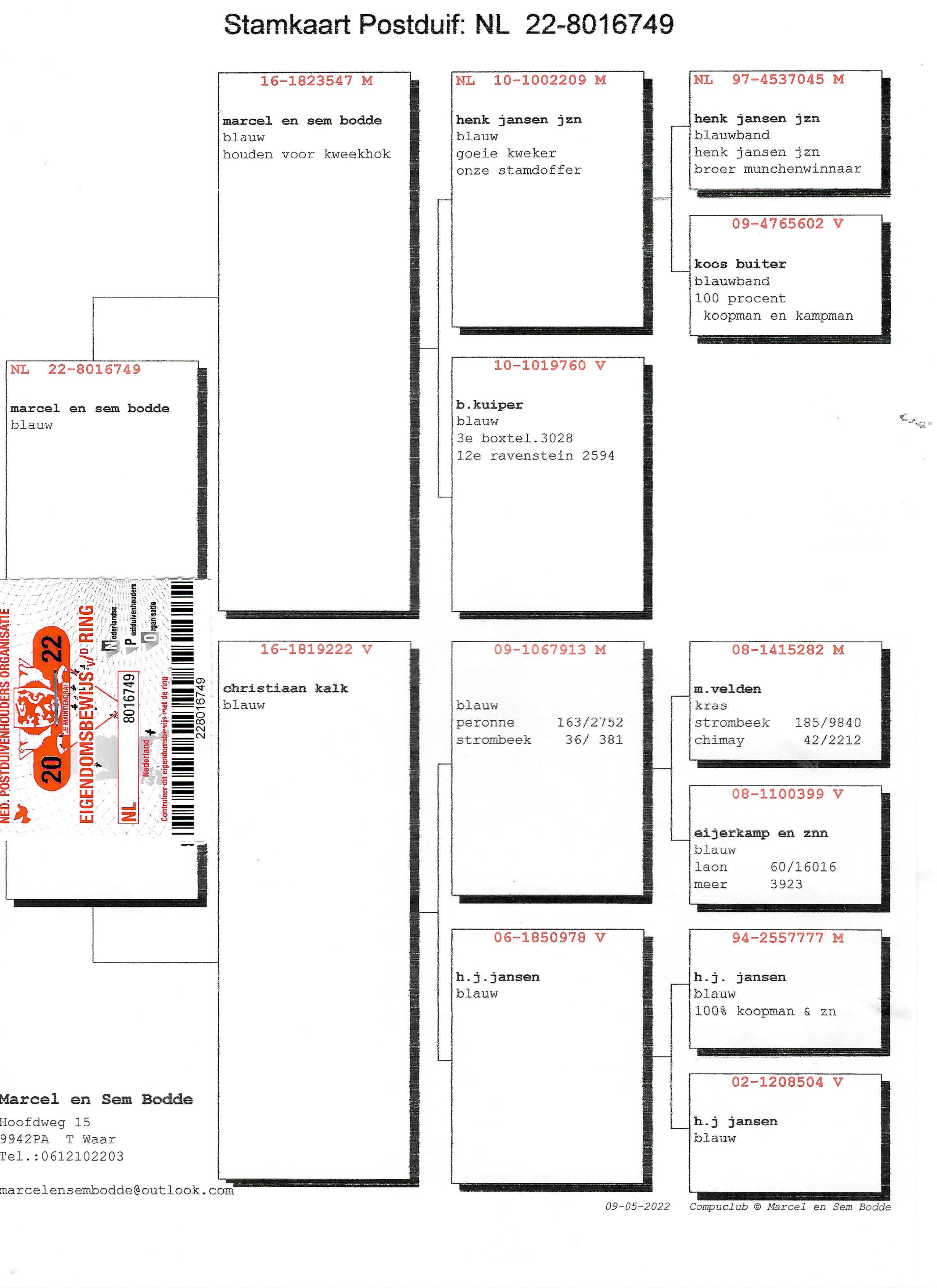 Pigeon pedigree image