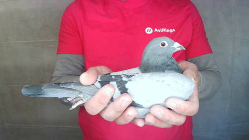 Pigeon image