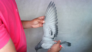 Pigeon image
