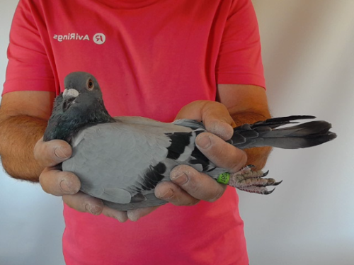 Pigeon image