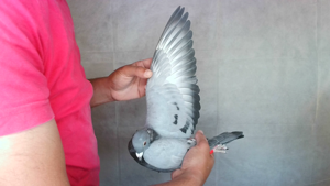 Pigeon image