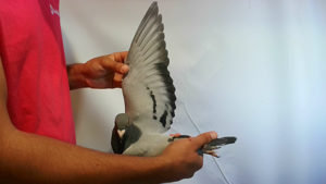 Pigeon image