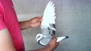 Pigeon image