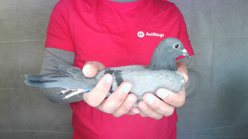 Pigeon image