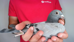 Pigeon image