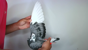 Pigeon image