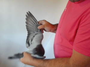 Pigeon image