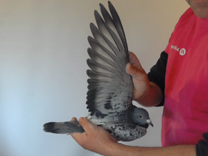 Pigeon image