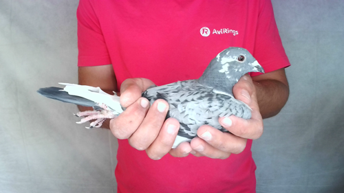Pigeon image