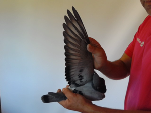 Pigeon image