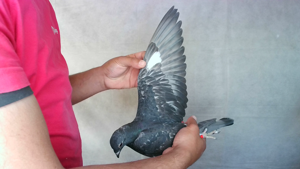 Pigeon image