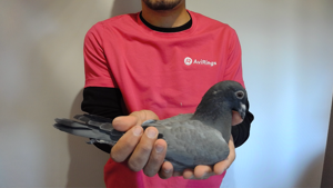 Pigeon image