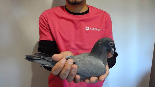 Pigeon image