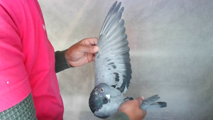 Pigeon image