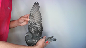 Pigeon image