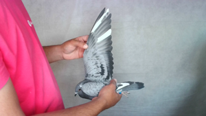 Pigeon image