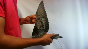 Pigeon image