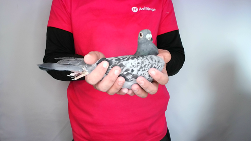 Pigeon image