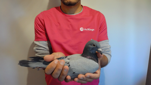 Pigeon image