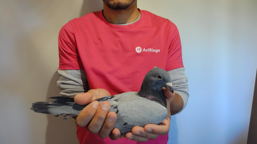 Pigeon image