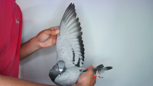 Pigeon image