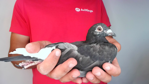 Pigeon image
